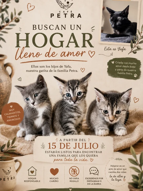 Flyer de Adopción de gatitos - Café Petra